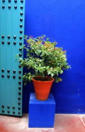 jardin majorelle